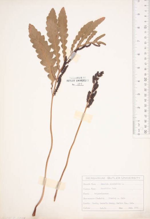 bacons swamp - butler herbarium