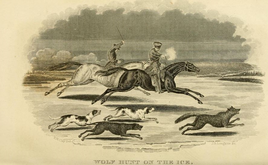 Wolf Hunt on the Ice