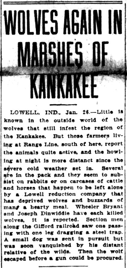 Wolves -- Lake County Times, January 26, 1918