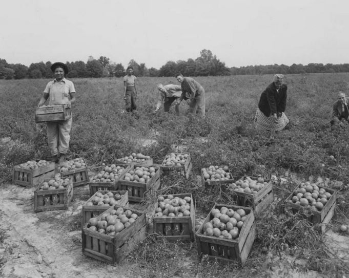 Tomato farmers, Loudon Packing Company