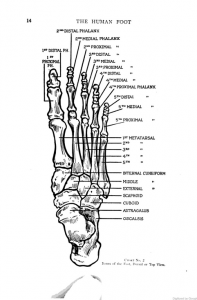 Dr. William M. Scholl, The Human Foot: Anatomy, Deformities and Treatment (Chicago: Foot Specialist Publishing Co., 1915), accessed Google Books